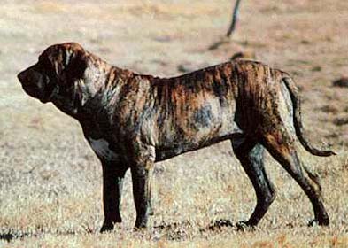 FILA BRASILEIRO 